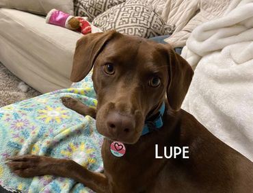 Lupe - brown Lab Chihuahua mix 
