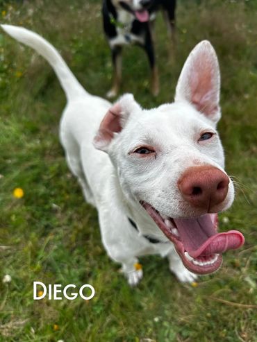 Diego - puppy mix