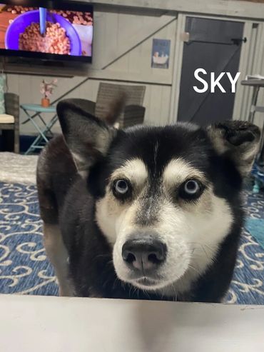 Sky - Husky with eyes and blue as the sky