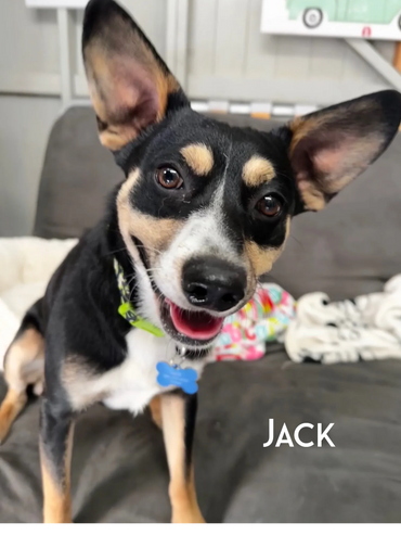 Jack - mixed breed cutie