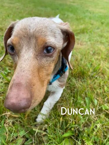 Duncan - small but mighty Dachshund 