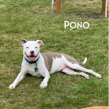 Pono- pit bull puppy