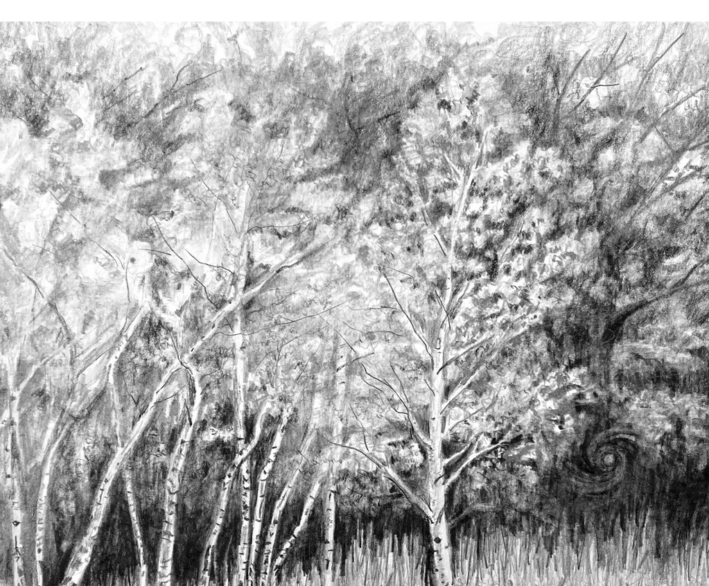 Will o' the Wisp
Pencil on paper 11 x 14 (framed 18 x 22) $600
This grove of birch trees just turnin