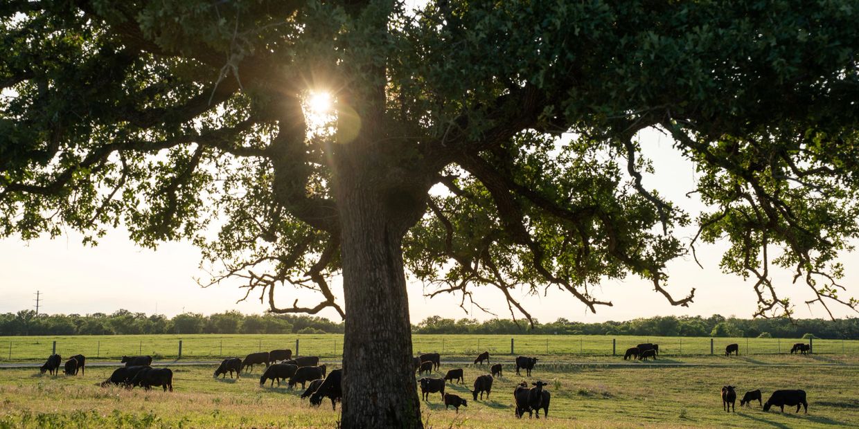 Sun shining through tree branches over cows grazing in a field.