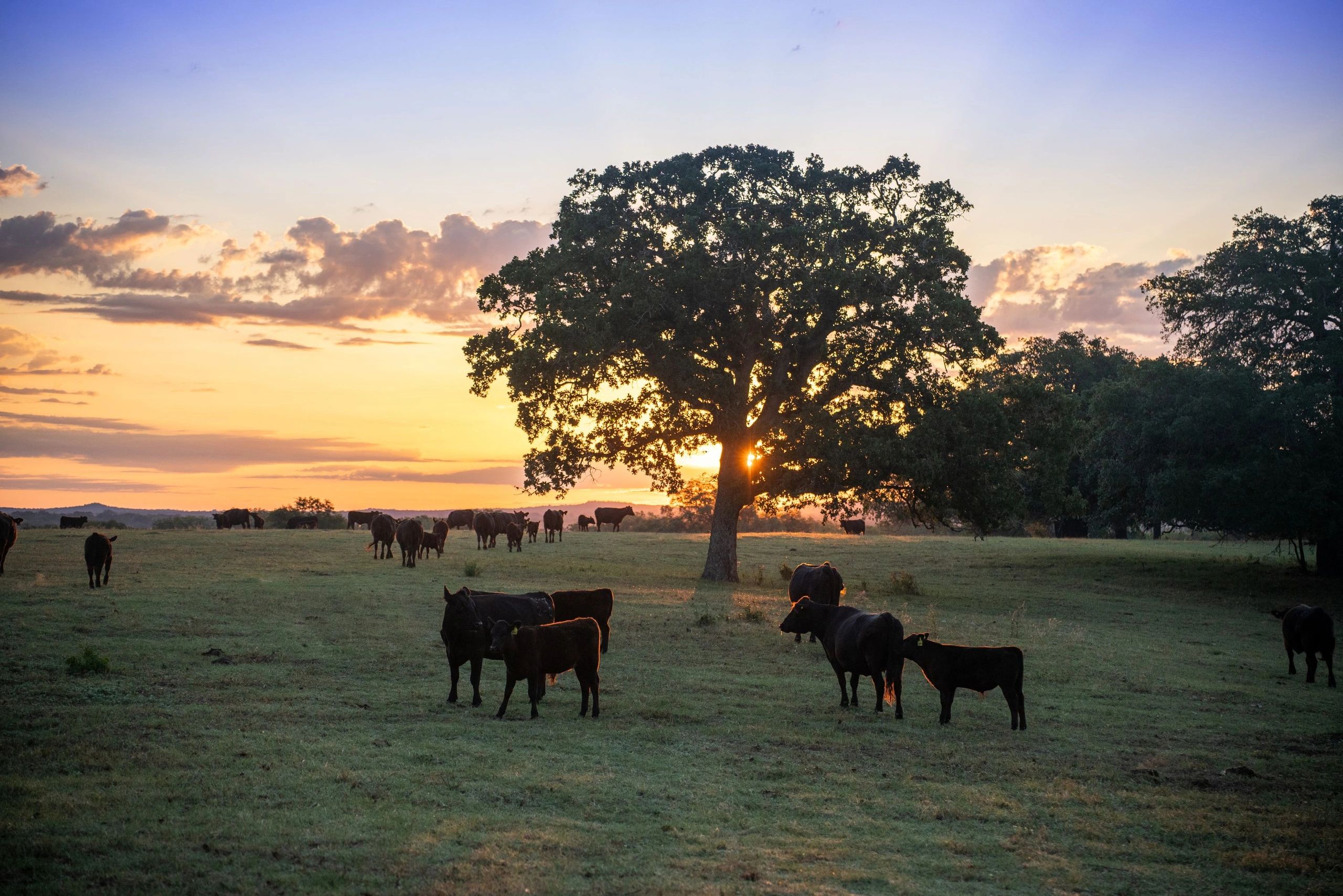 Cows grazing in a field during a colorful sunset with a large tree in the center.