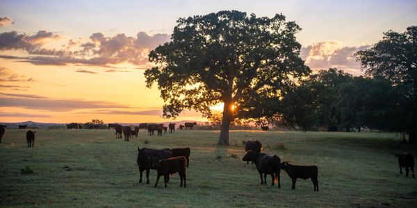 Cows grazing near a large tree at sunset in a peaceful field.
