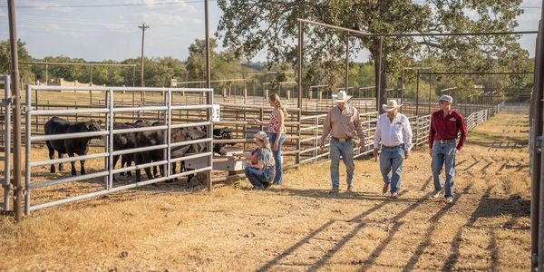 Four people inspecting cattle in a fenced farm area on a sunny day.