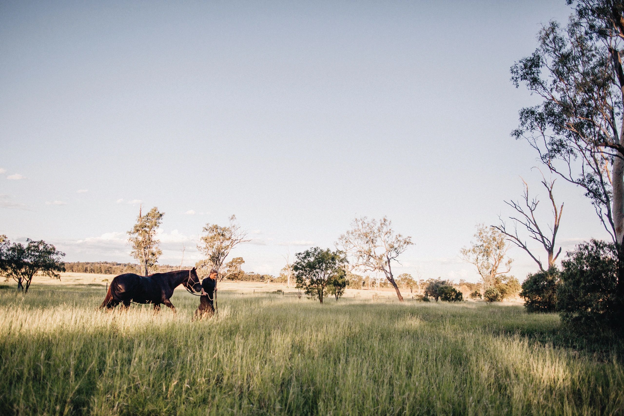 Black Horse Advisory