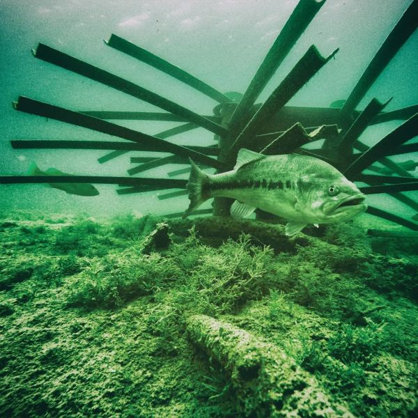 fish-habitat