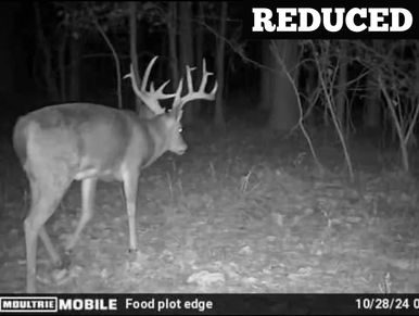 A large buck deer captured by a night trail camera in the woods.