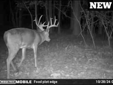 A large buck deer captured by a night trail camera in the woods.