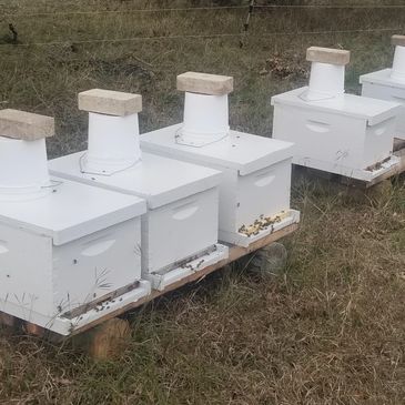 Honey bee hives Central Texas