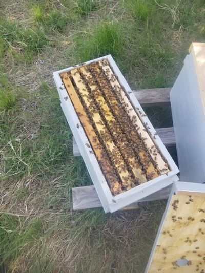 Nucs for sale Central Texas