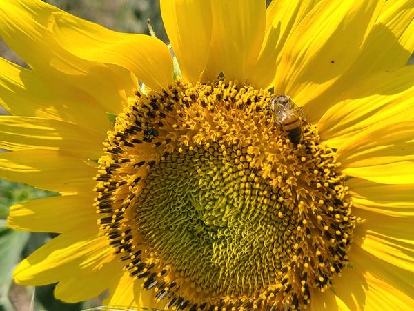 Honey bee on sunflower