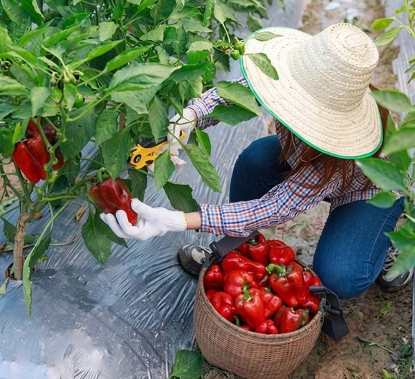 Woman harvesting red bell peppers