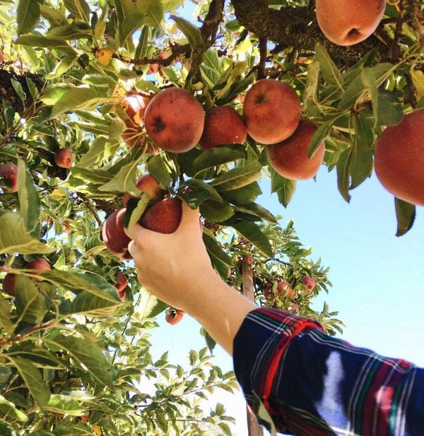 A hand picking a red apple from a tree on a sunny day.