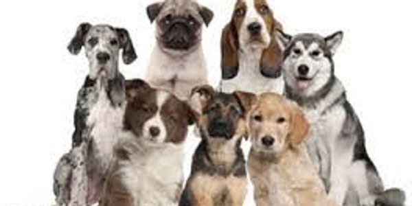 a group of dogs of different breed