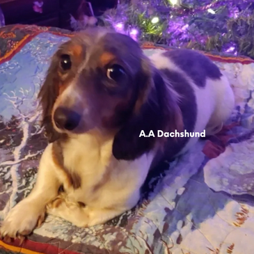 🐝🐝🐝 #amberheard #italiangreyhound #dachshund