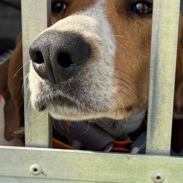 Close-up of a dog's nose peeking through metal bars.