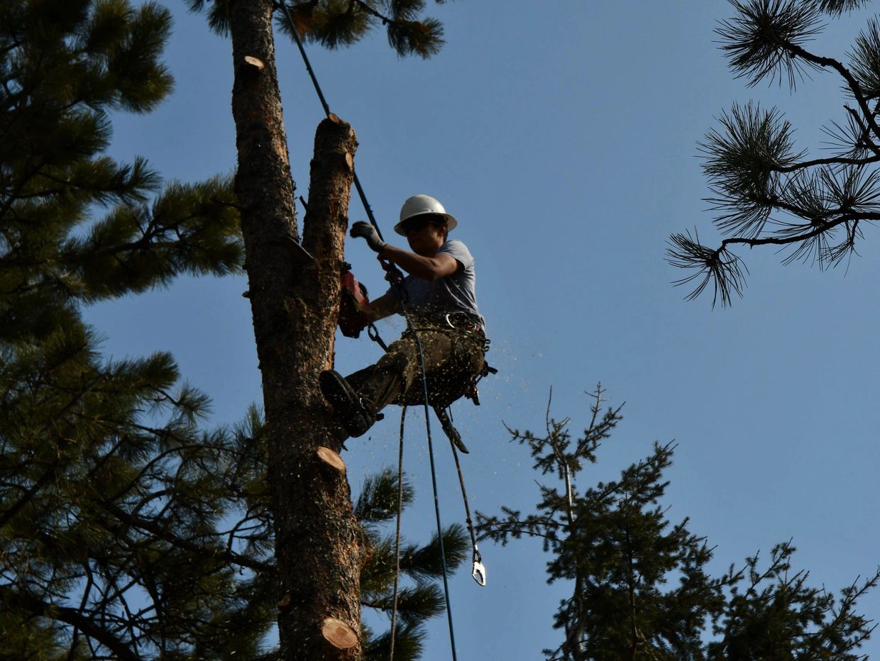 Wytcherley Tree Service Home