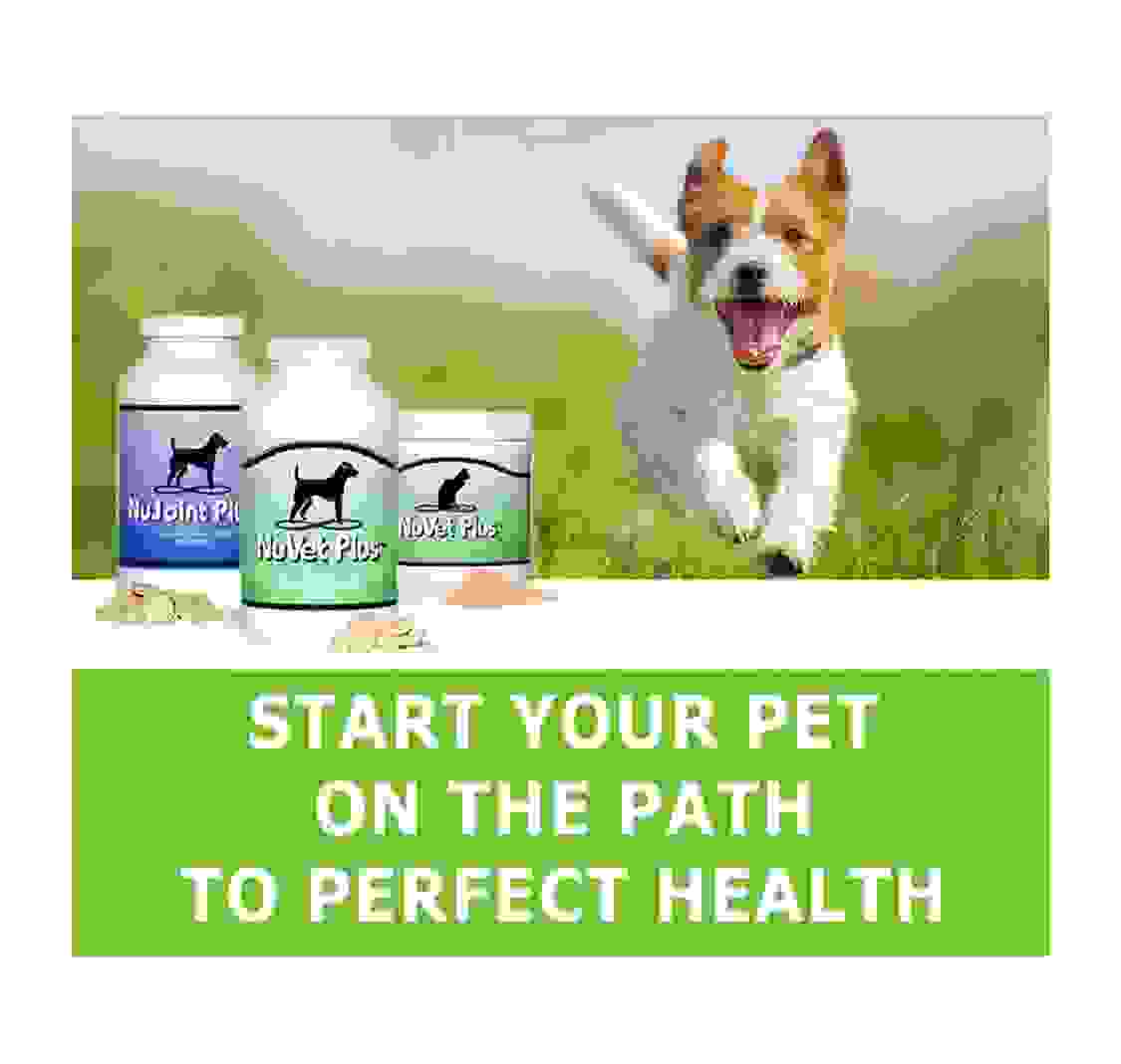 We strongly recommend NuVet vitamins! Ours dogs thrive on NuVet! When you buy an AKC Australian Catt