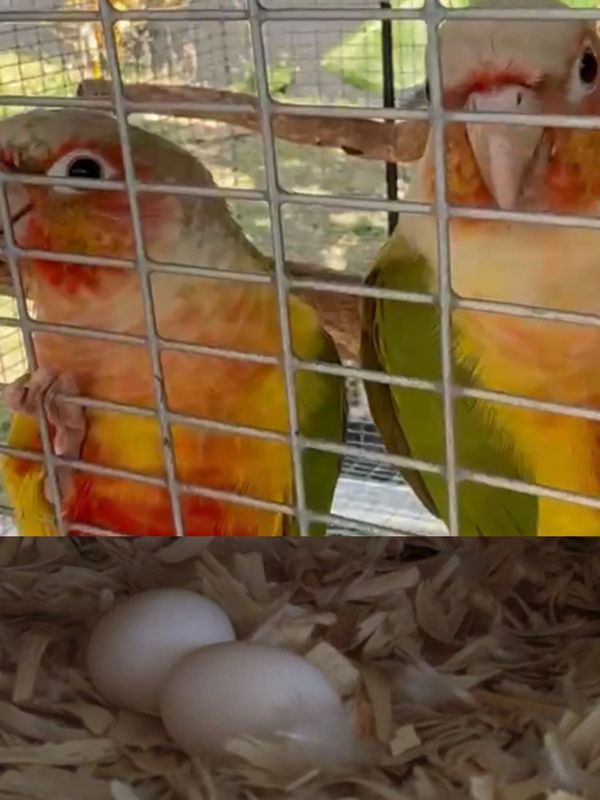 Two colorful parrots behind a cage with two white eggs in a nest below.