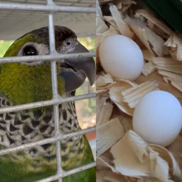 A green and black bird in a cage next to two white eggs on wood shavings.