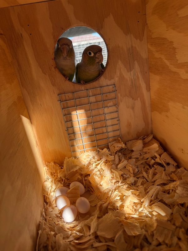 Two birds peek from a wooden nest box containing eggs and wood shavings.