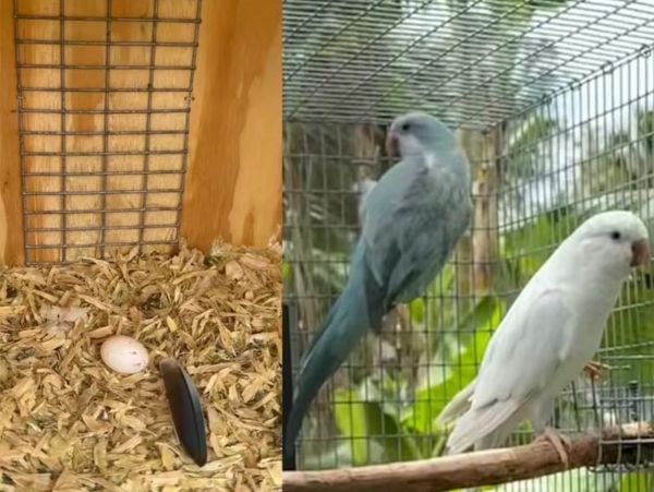Two birds in a cage with an egg and a feather in a wooden nest box.