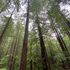 Forest nature documentary filming  