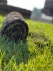 Escobar Sod LLC