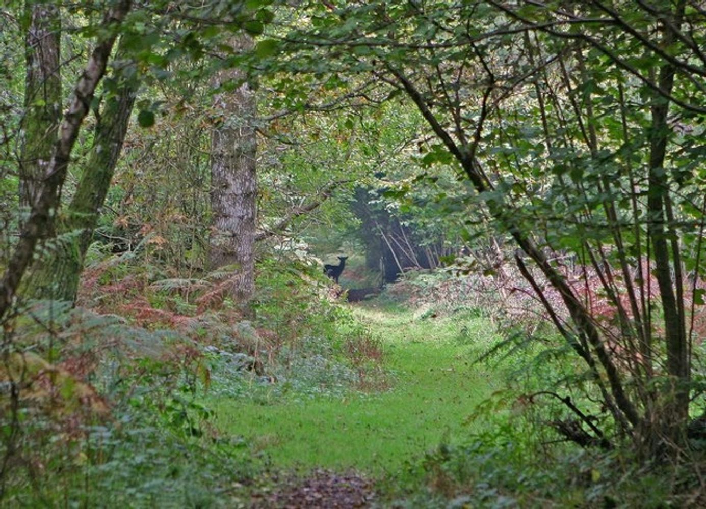 A deer peeks out of the edge of the forest