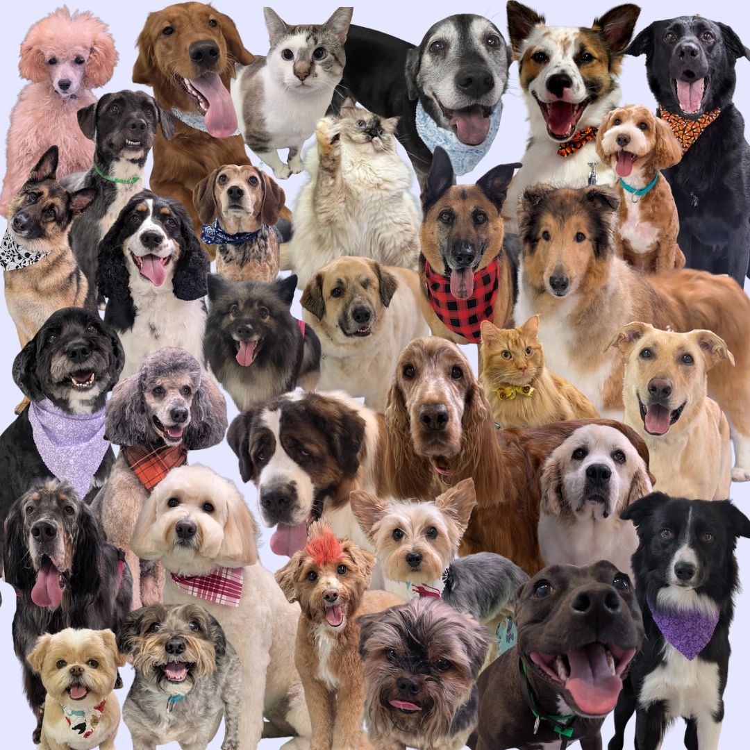 While these are not all of our clients, we love each one like they are our own.