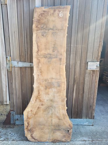 English Walnut