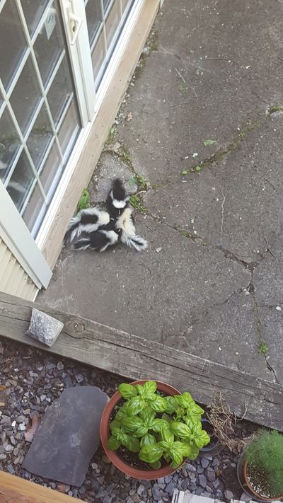for example, these four baby skunks hanging out on this patio were an emergency!