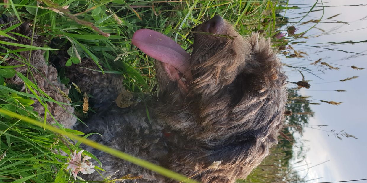 Chocolate Cockapoo 