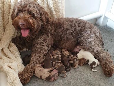 Mini Doodles Puppies Labradoodles And Cockapoos