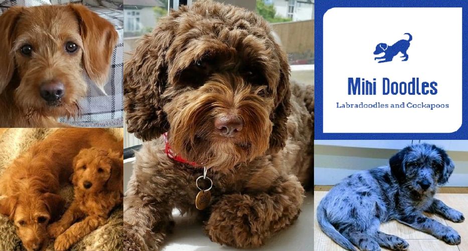 Ethical Breeders of Labradoodles and Cockapoo’s 