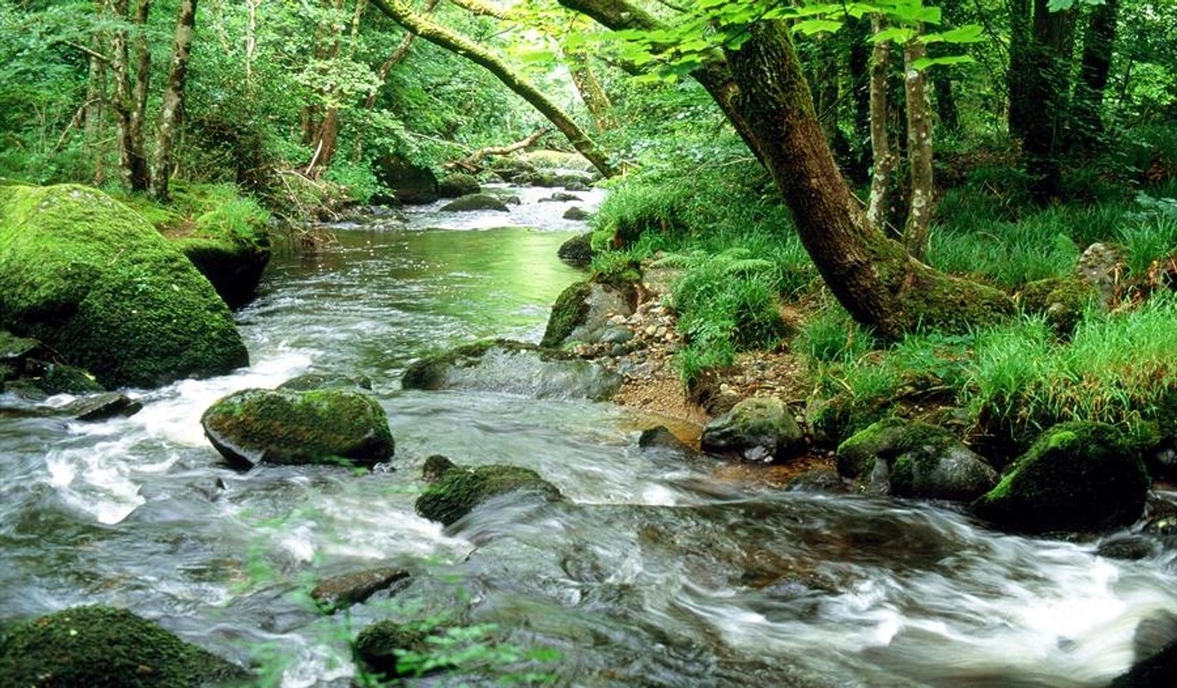 Image of a flowing river tumbling over rocks with tree lined riverbank.