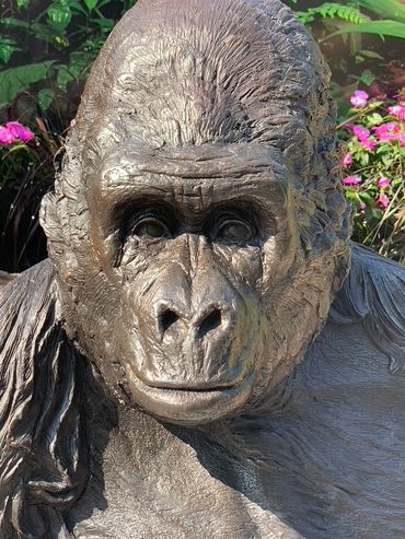 MARINA GUGLIELMI  'BRONZE CHARLES' Western Lowland Gorilla
The Toronto Zoo, Toronto, Ontario, Canada