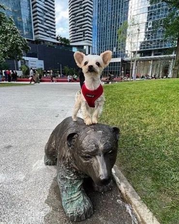 MARINA GUGLIELMI and TYLER BALKO. 'Juno, Polar Bear Cub'
Love Park, Toronto, Ontario, Canada. 2023. 