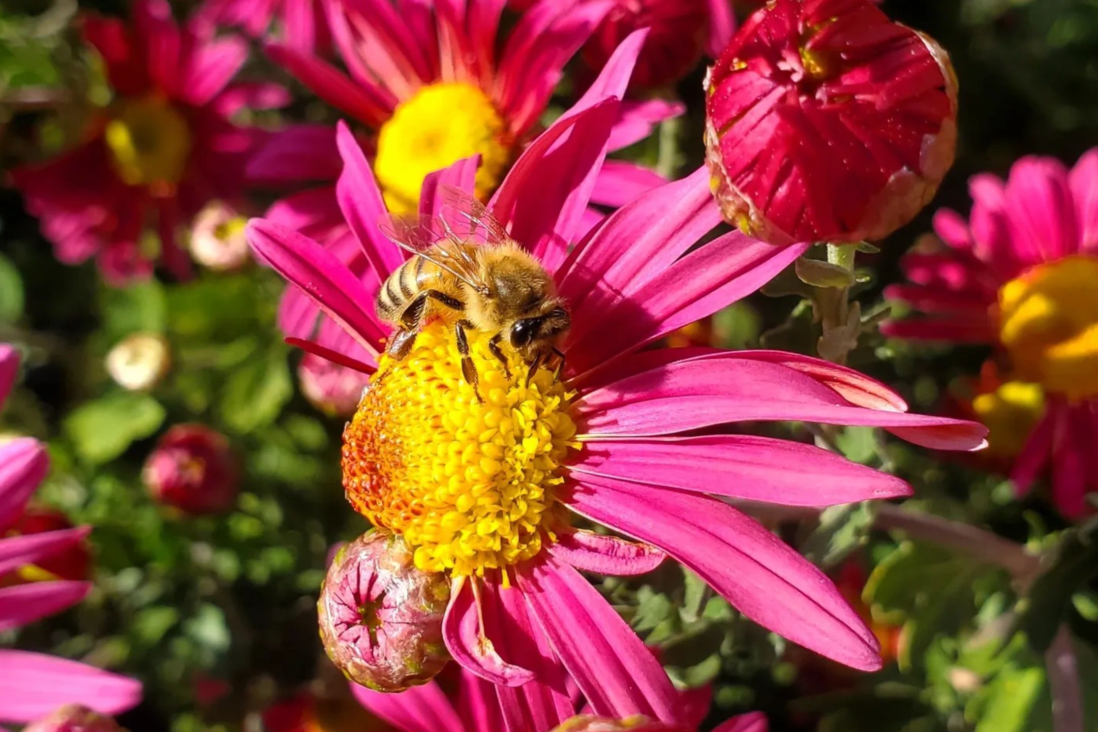 Arden Apiaries - Honey, Apiary and Beekeeper, Lip Balm, Honey
