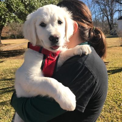 Adorable English Cream Golden Retriever Puppy being carried by teen girl. 