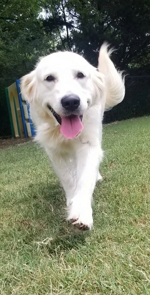 Meet Charlotte. A beautiful English Cream Golden Retriever.