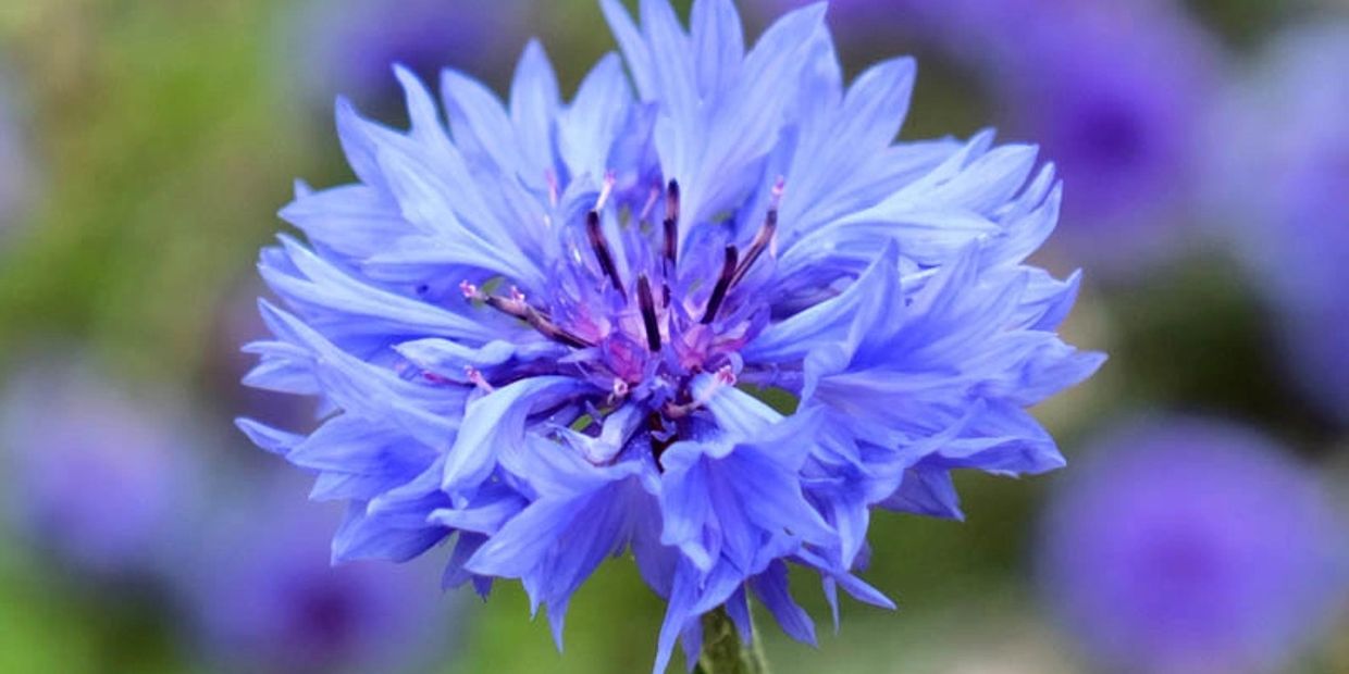 Close-up of a vibrant blue cornflower.