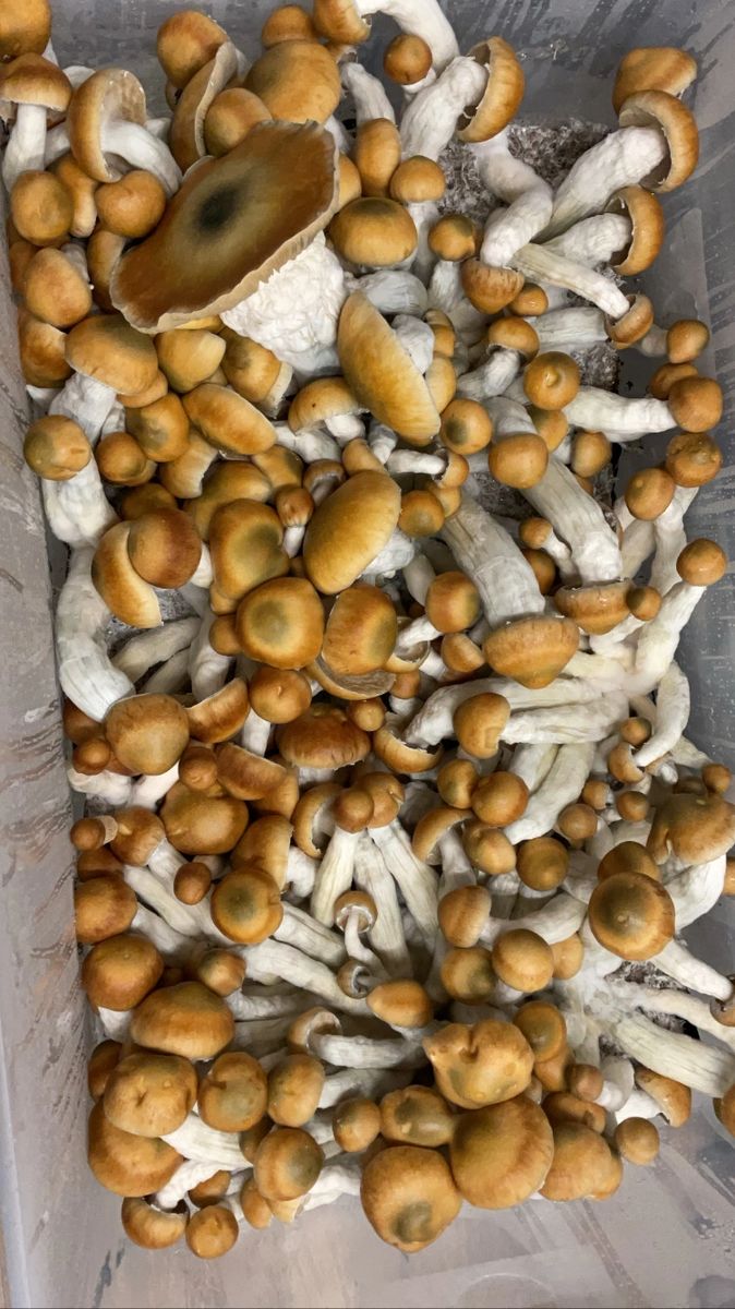 shiloh-liquid-culture