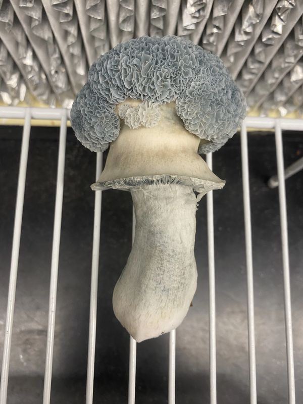 SV10 mushroom growing gills on top. Mushroom on a white rack in front of a laminar flowhood. 