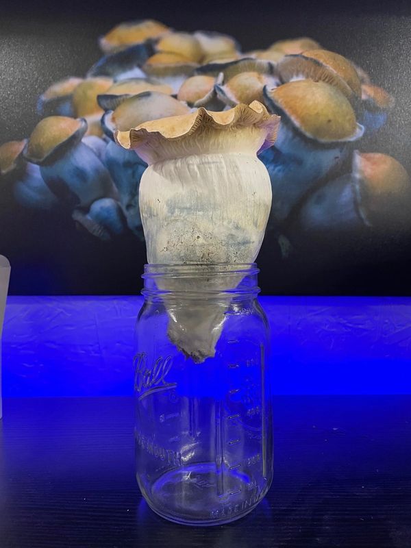 Large penis envy mushroom inside of a mason jar. Blue lighting and a canvas picture of mushrooms. 