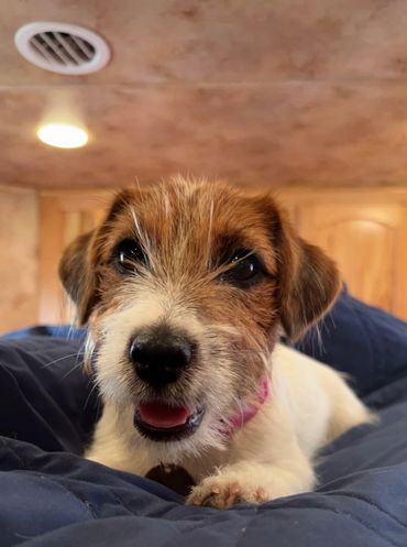Heidi