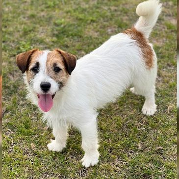 Broken Coat Jack Russell
